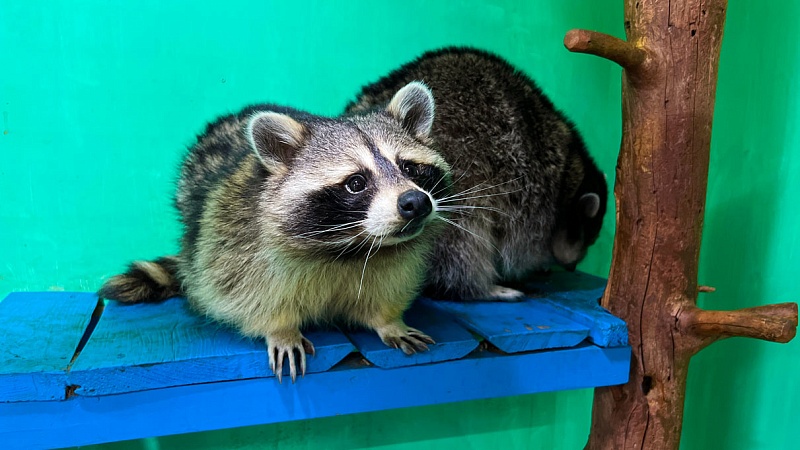 Зоодом «Страна ЕНОТиЯ»